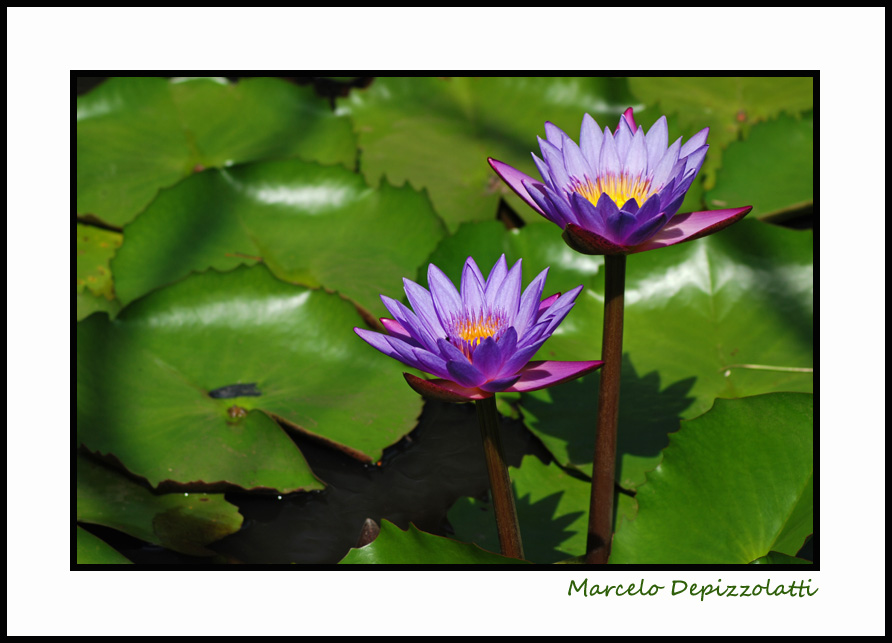 Ensaio sobre flores VII - Nenufares