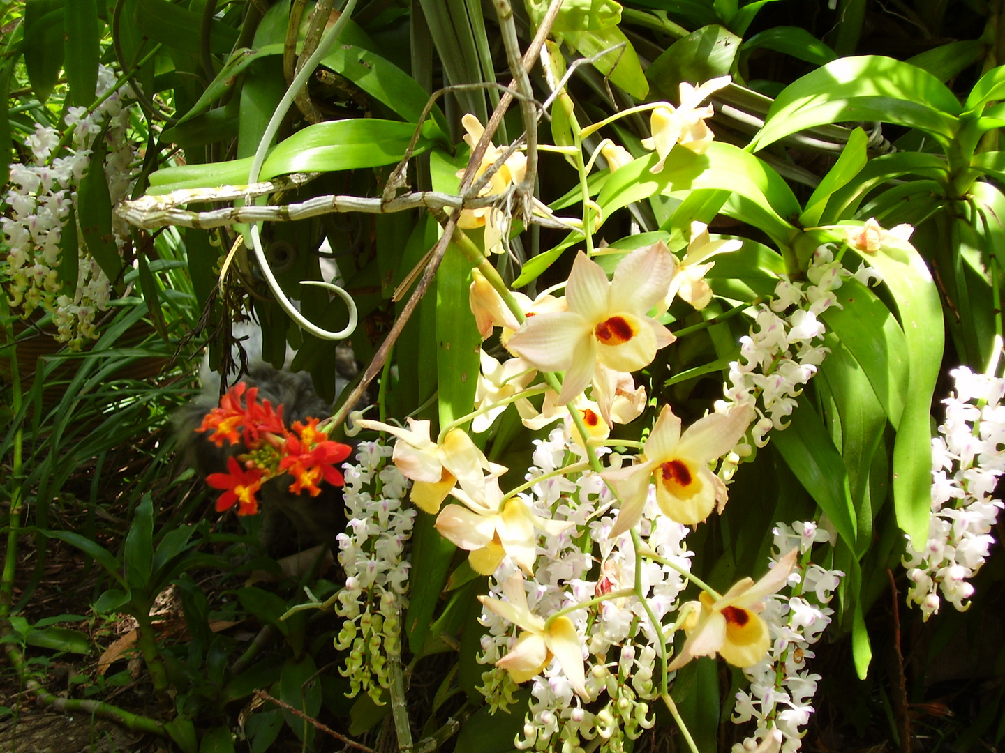 ensalada de flores