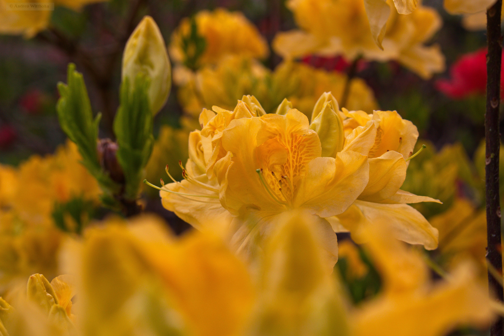 Enschede, Niederlande. Rhodedendron im Park. 