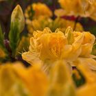 Enschede, Niederlande. Rhodedendron im Park. 