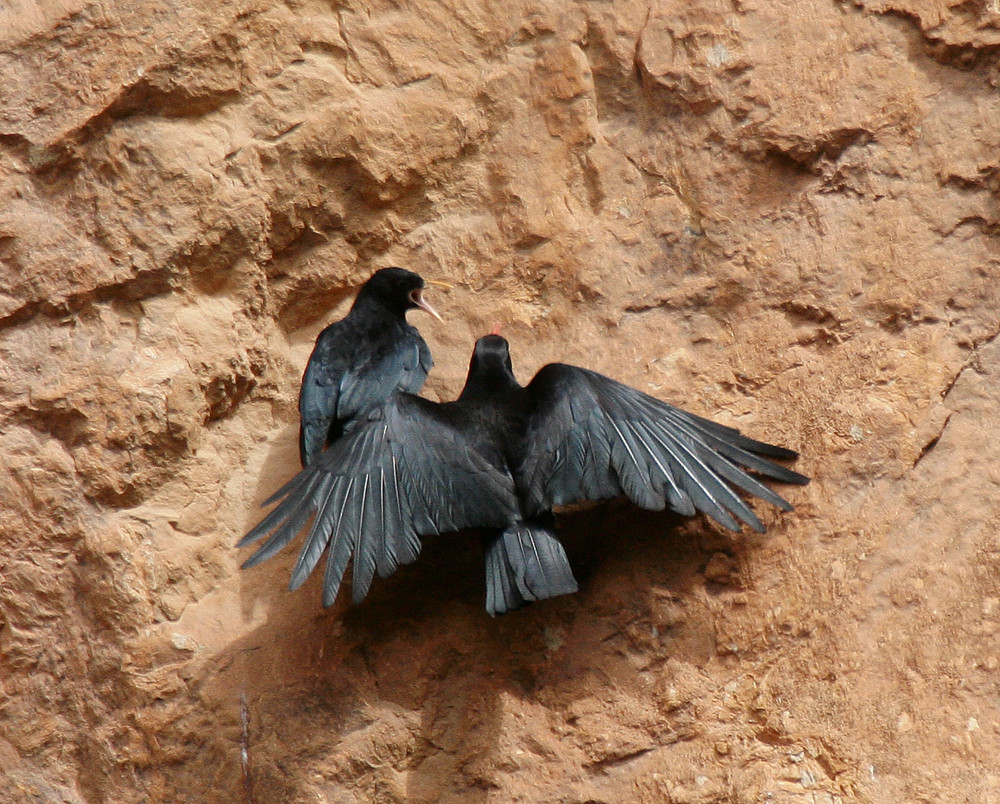 Enseñando a volar