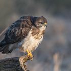 Enstpannter Mäusebussard nach dem Mahl