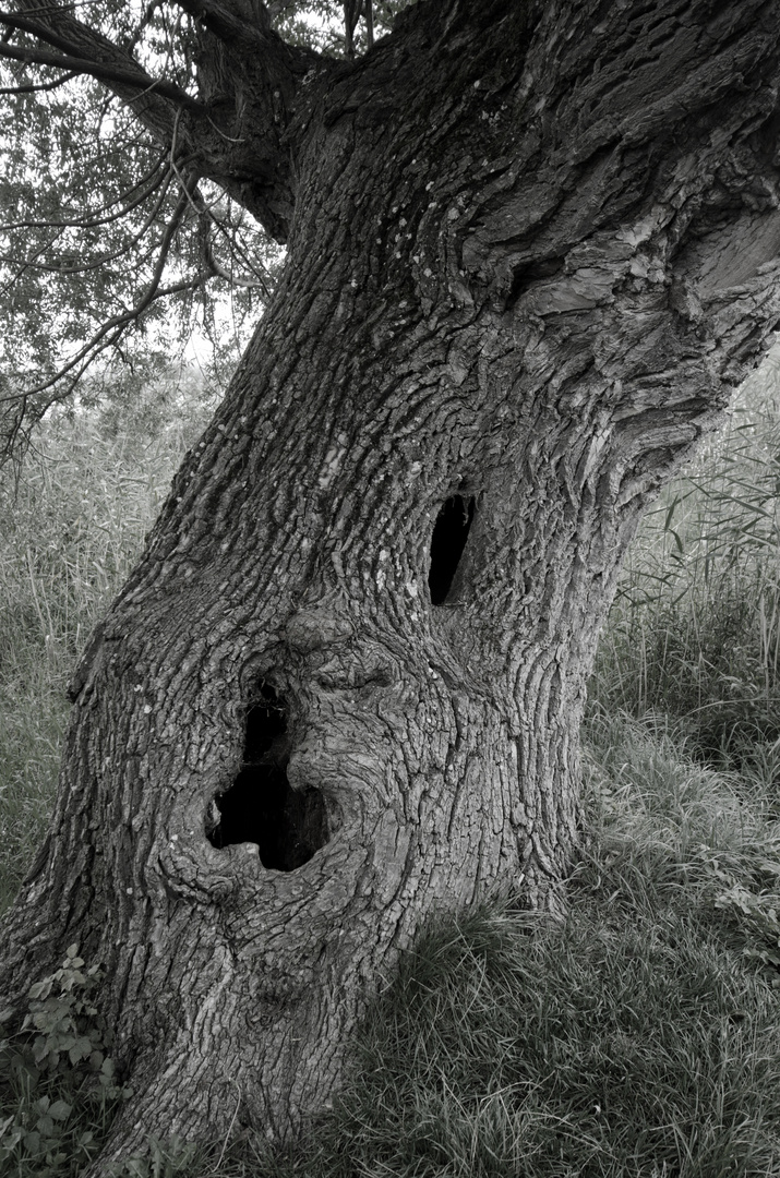 Ent