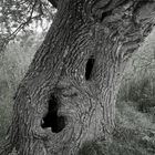 Ent