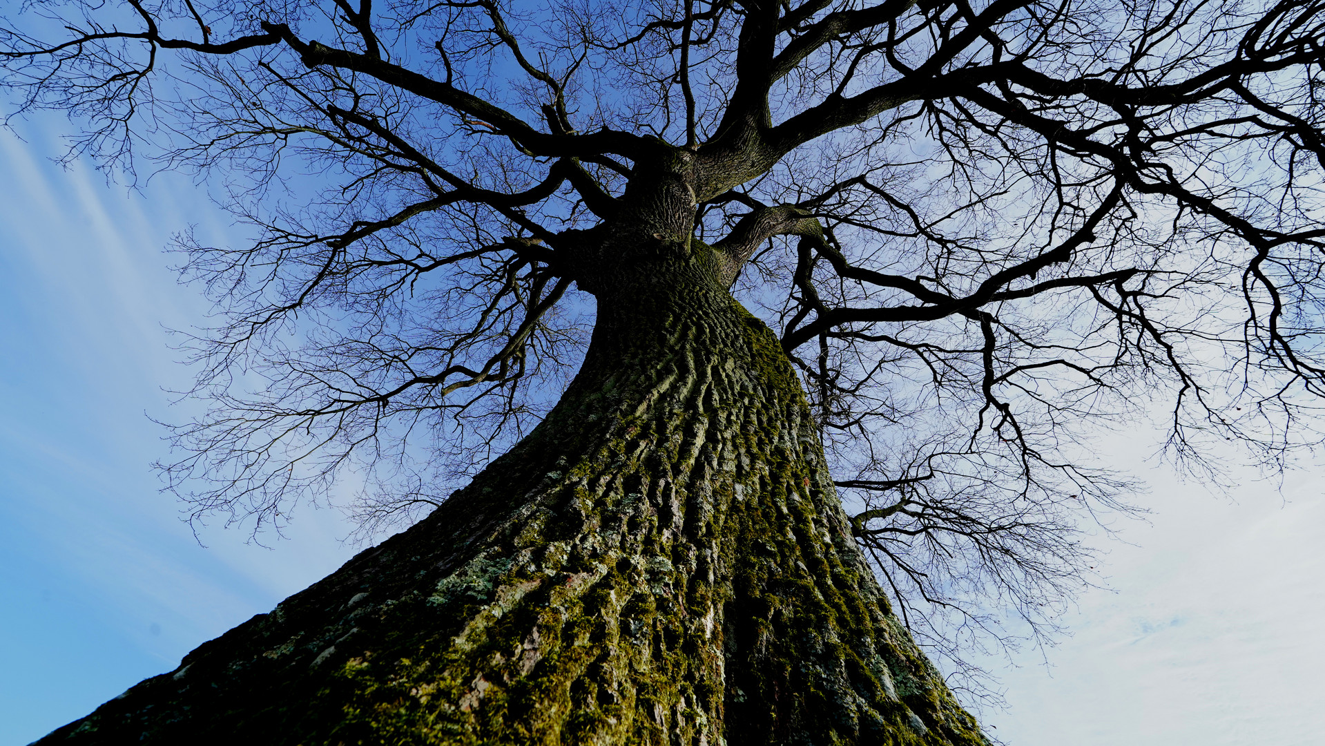 Ent auf dem Weg nach Isengard