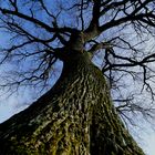 Ent auf dem Weg nach Isengard