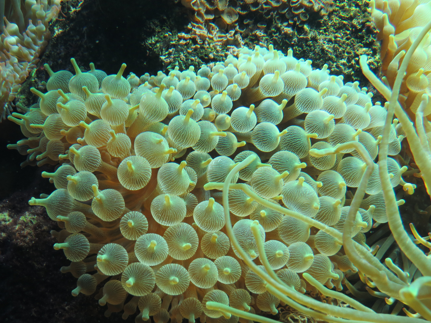 Entacmaea Quadricolor