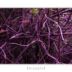 Entangled