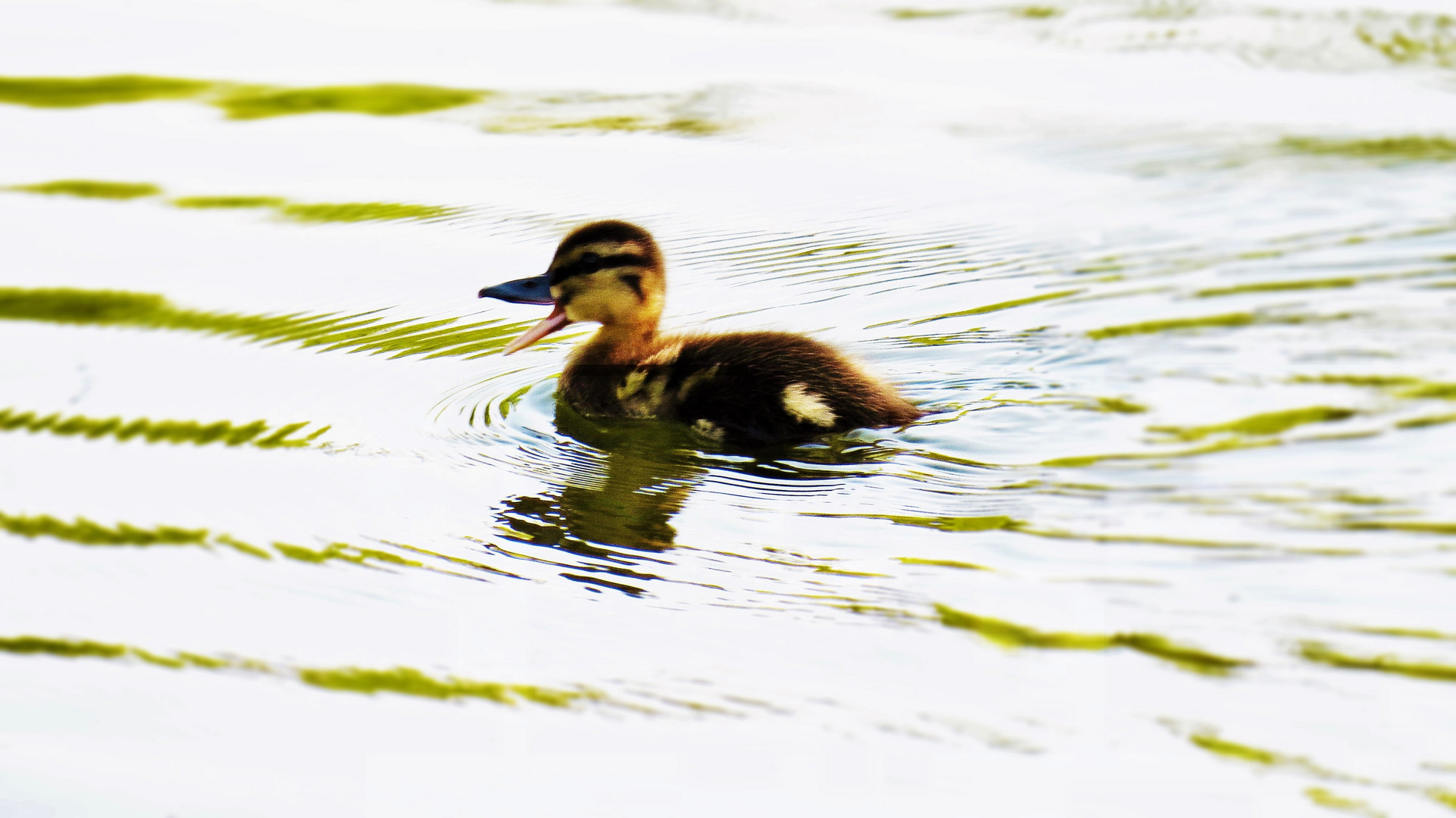 ENTCHEN  - allein im See