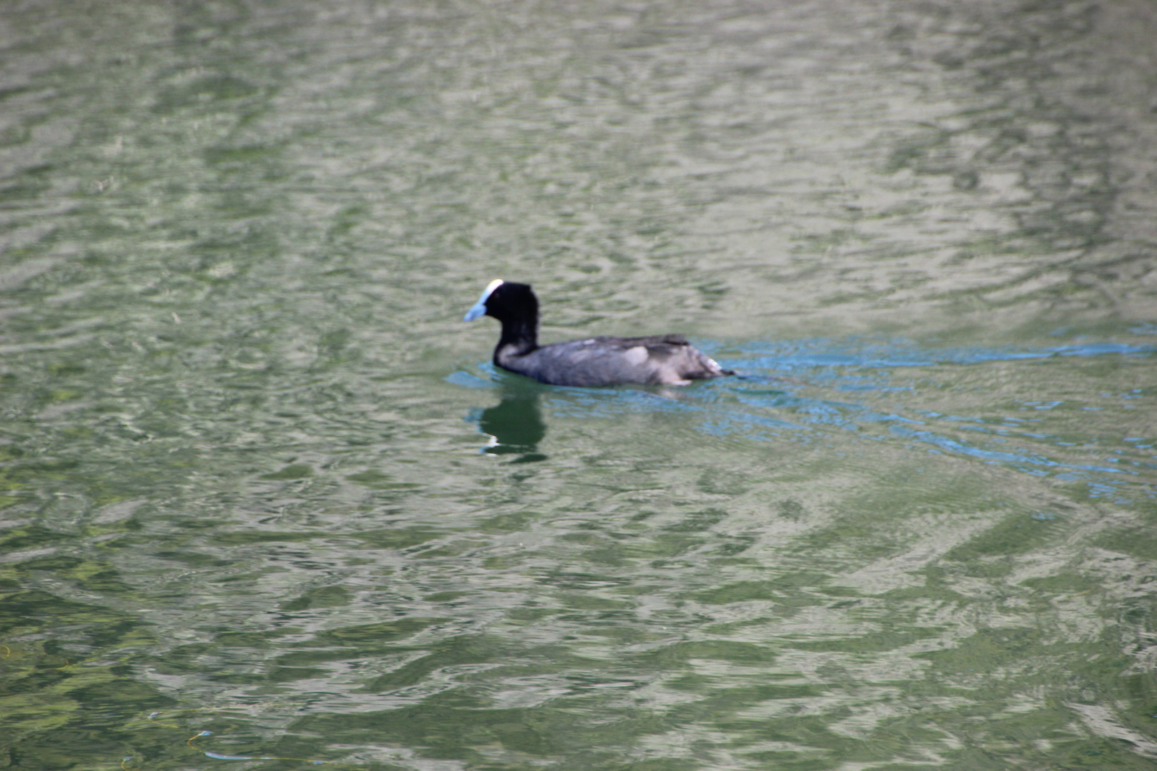 Entchen auf dem Wasser