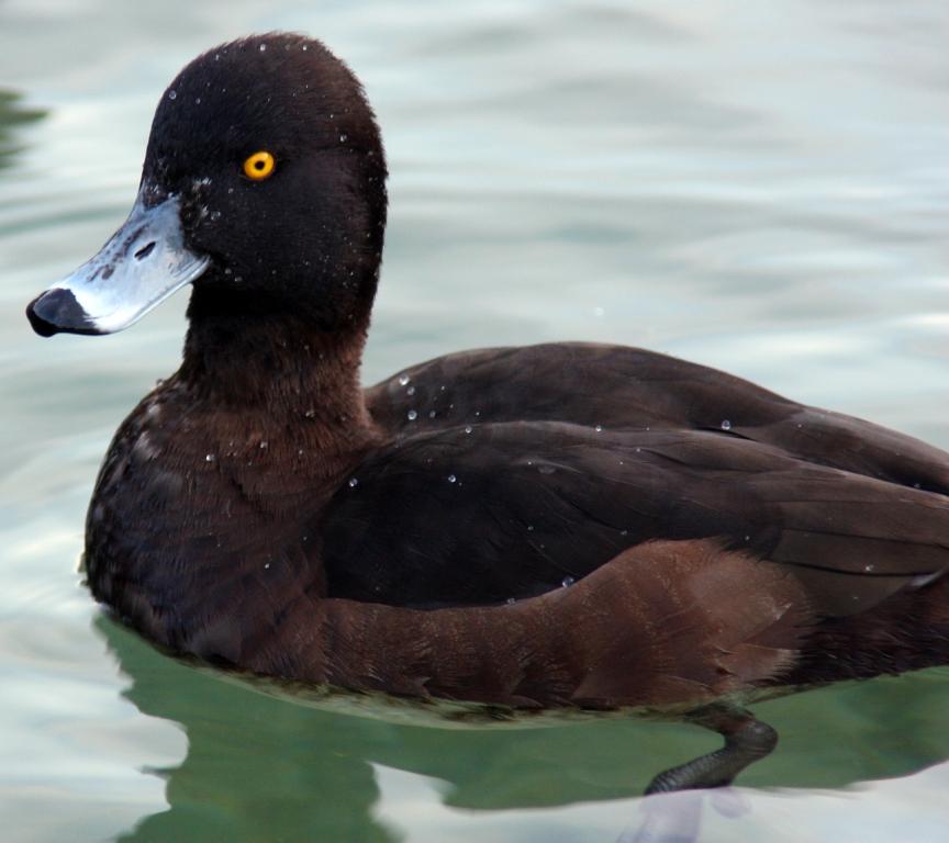 Entchen auf dem Wasser...