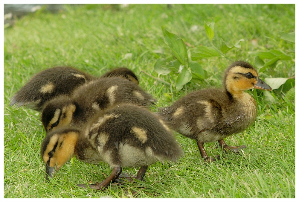 Entchen auf der Wiese