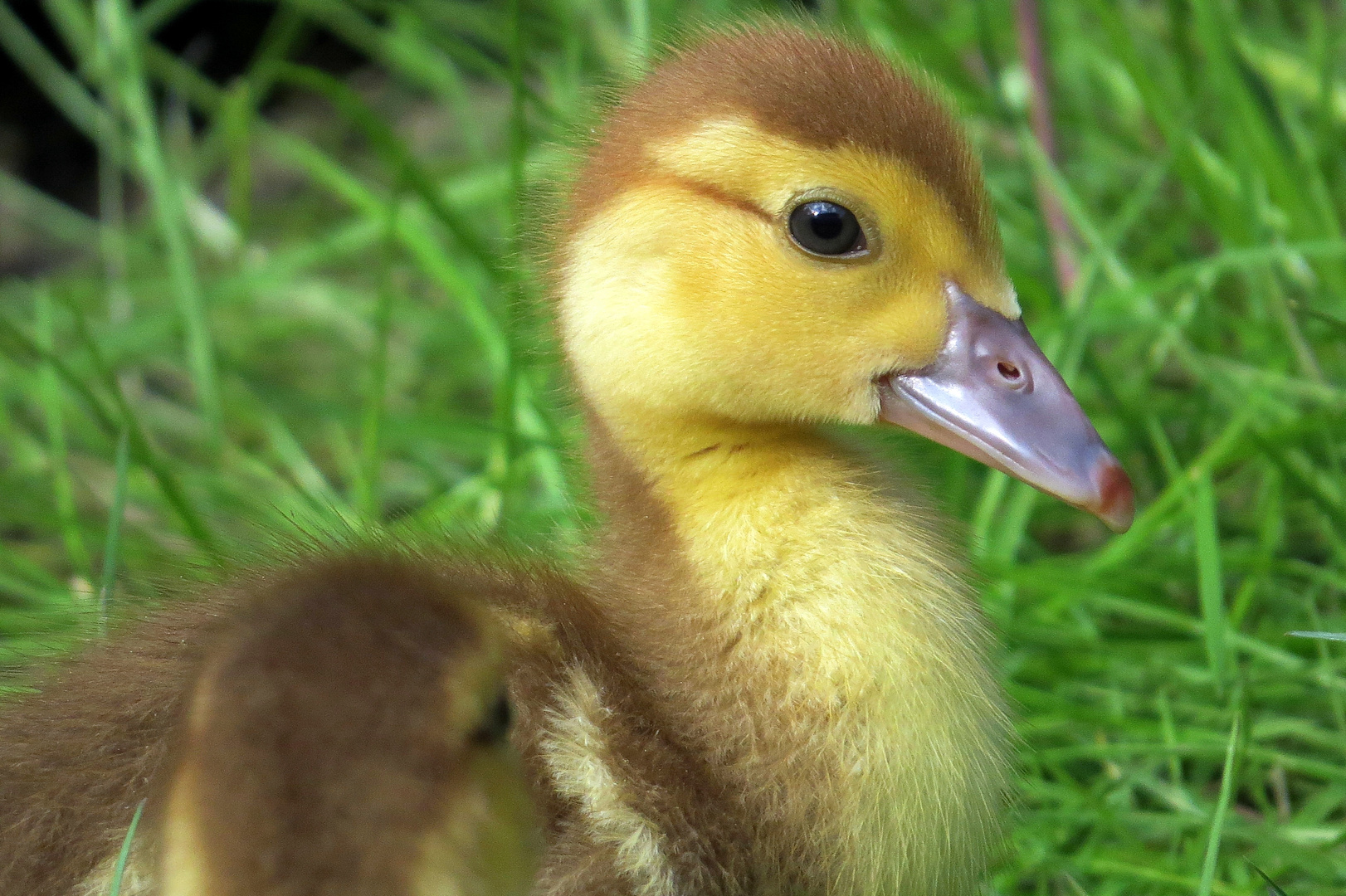 Entchen - "Babyentchen endeckt die Welt"