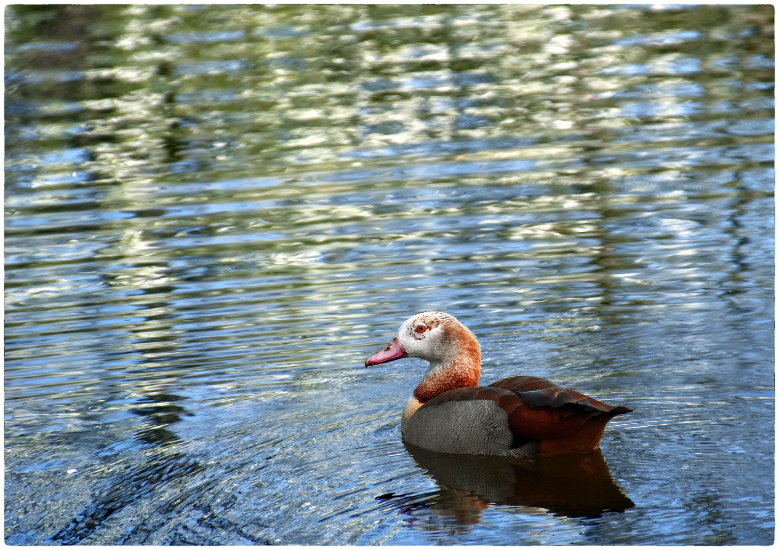 Entchen.... Foto &amp; Bild | natur, tiere, enten Bilder auf fotocommunity