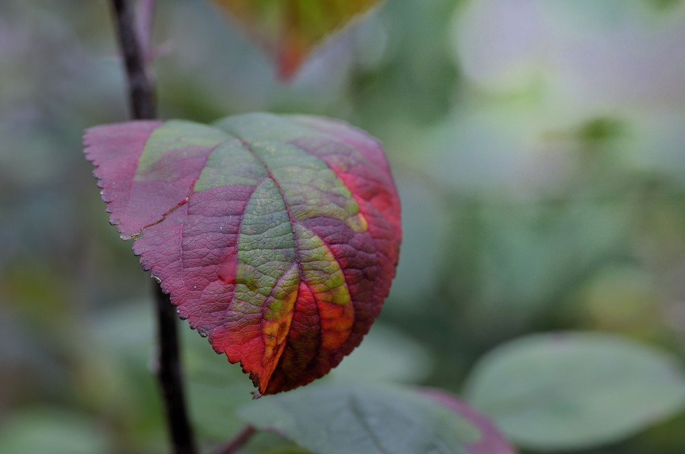 "Entchlorophylierung"