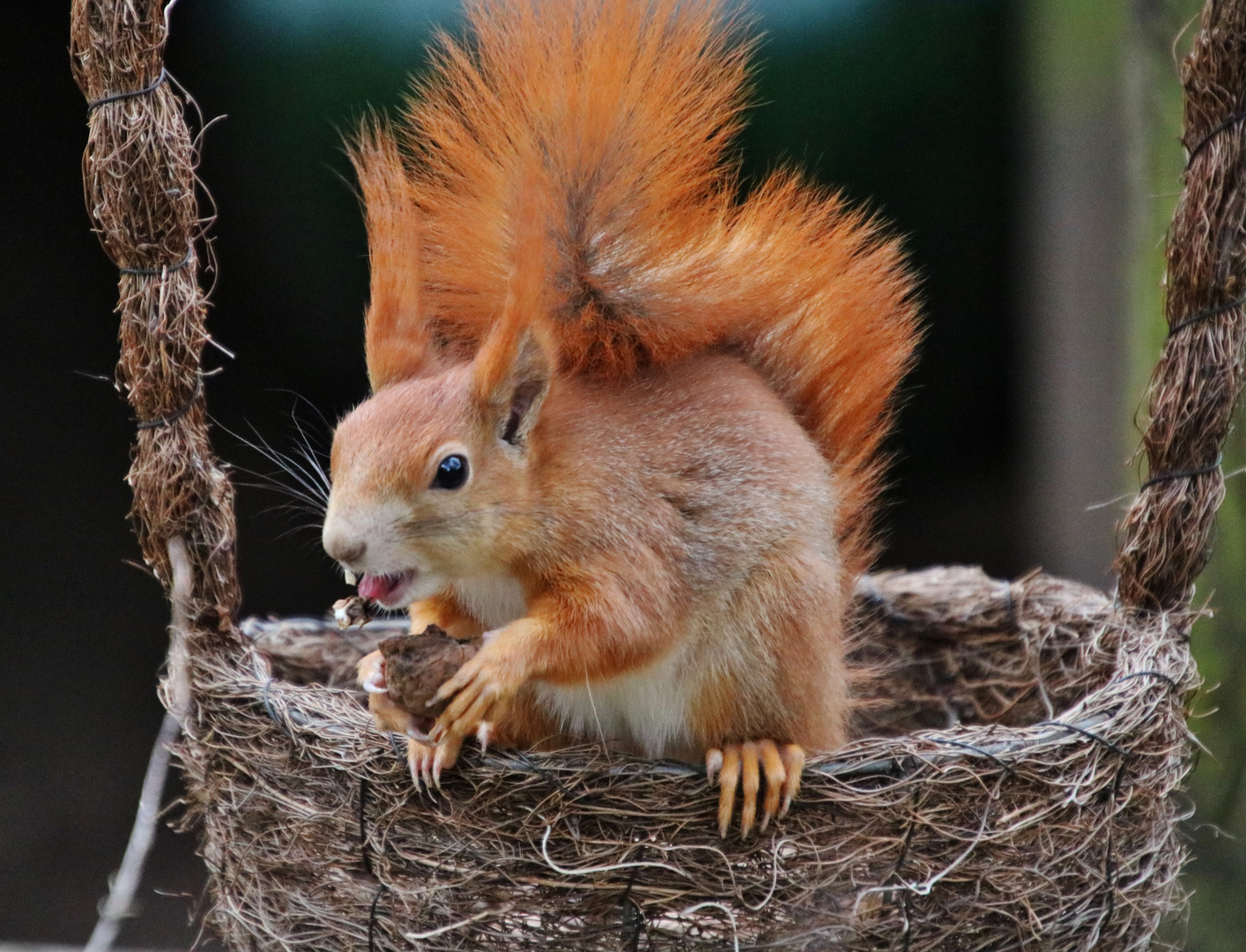 Entdecker Foto & Bild tiere, wildlife, säugetiere Bilder auf