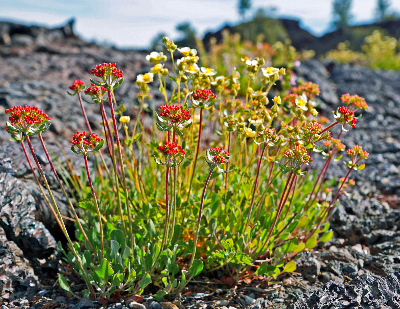 Entdeckt am Craters of the Moon