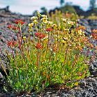 Entdeckt am Craters of the Moon