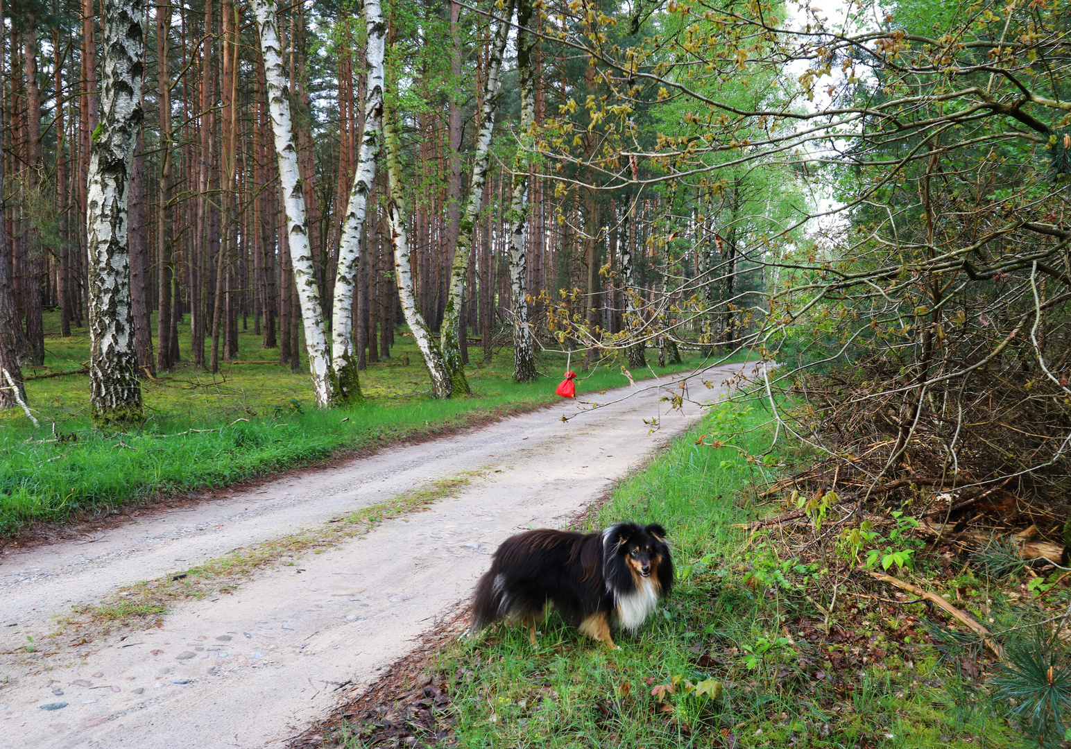 Entdeckt auf der Gassirunde.