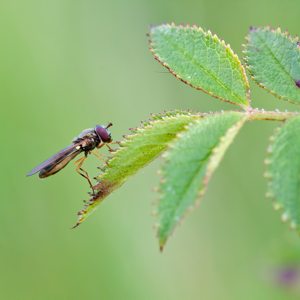 Entdeckt: Die Canon-Schwebfliege (Musca canonica) !