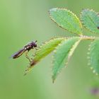 Entdeckt: Die Canon-Schwebfliege (Musca canonica) !