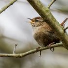 entdeckt durch seinen Gesang  .....