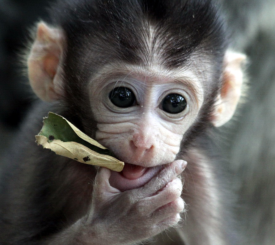 entdeckt im Dschungel von Indonesien Foto & Bild | tiere, tierkinder