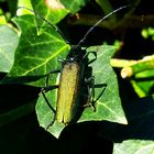 entdeckt im Garten