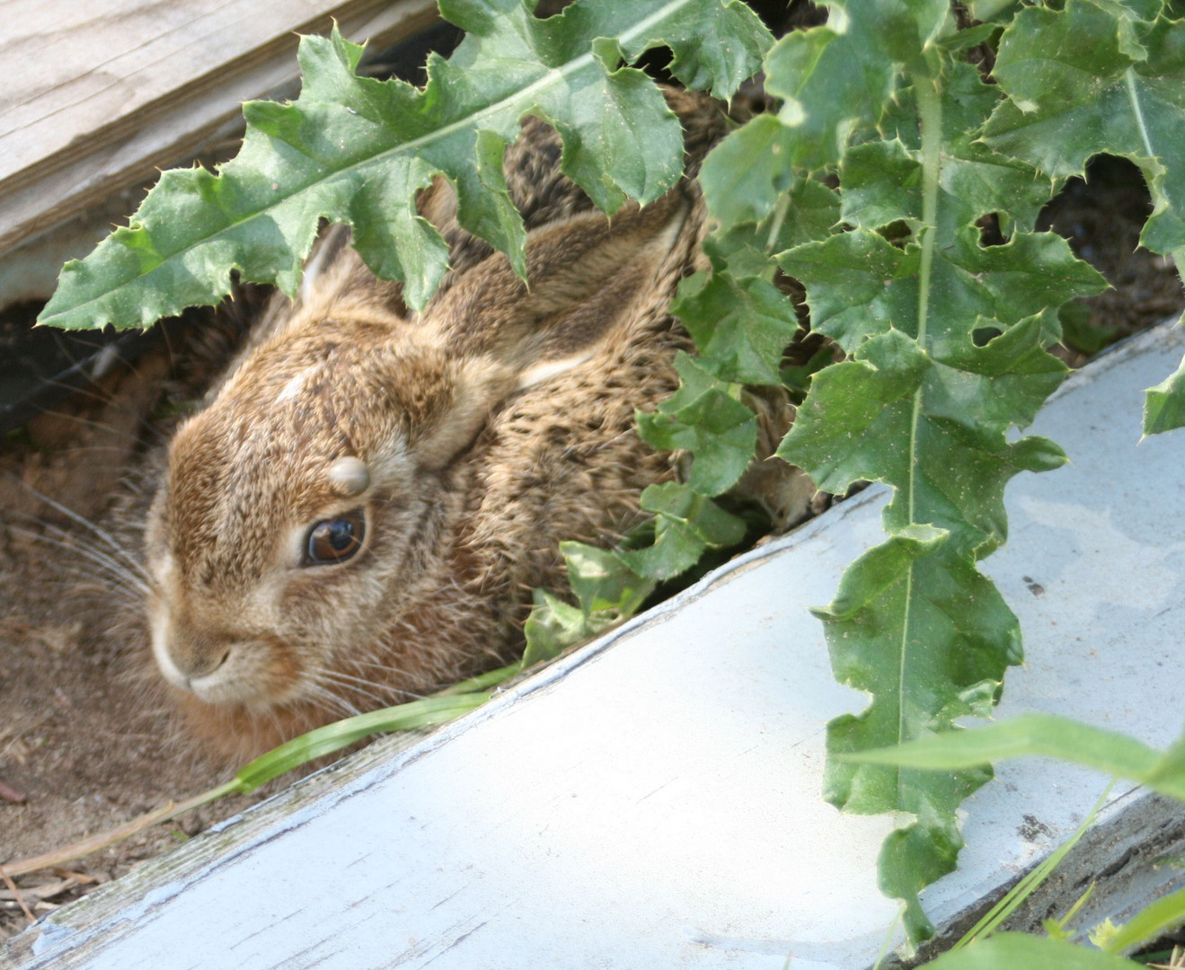 Entdeckt im Garten - ist aber nicht der Osterhase