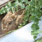 Entdeckt im Garten - ist aber nicht der Osterhase