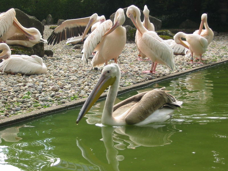 Entdeckt im Karlsruher Zoo...