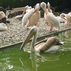 Entdeckt im Karlsruher Zoo...