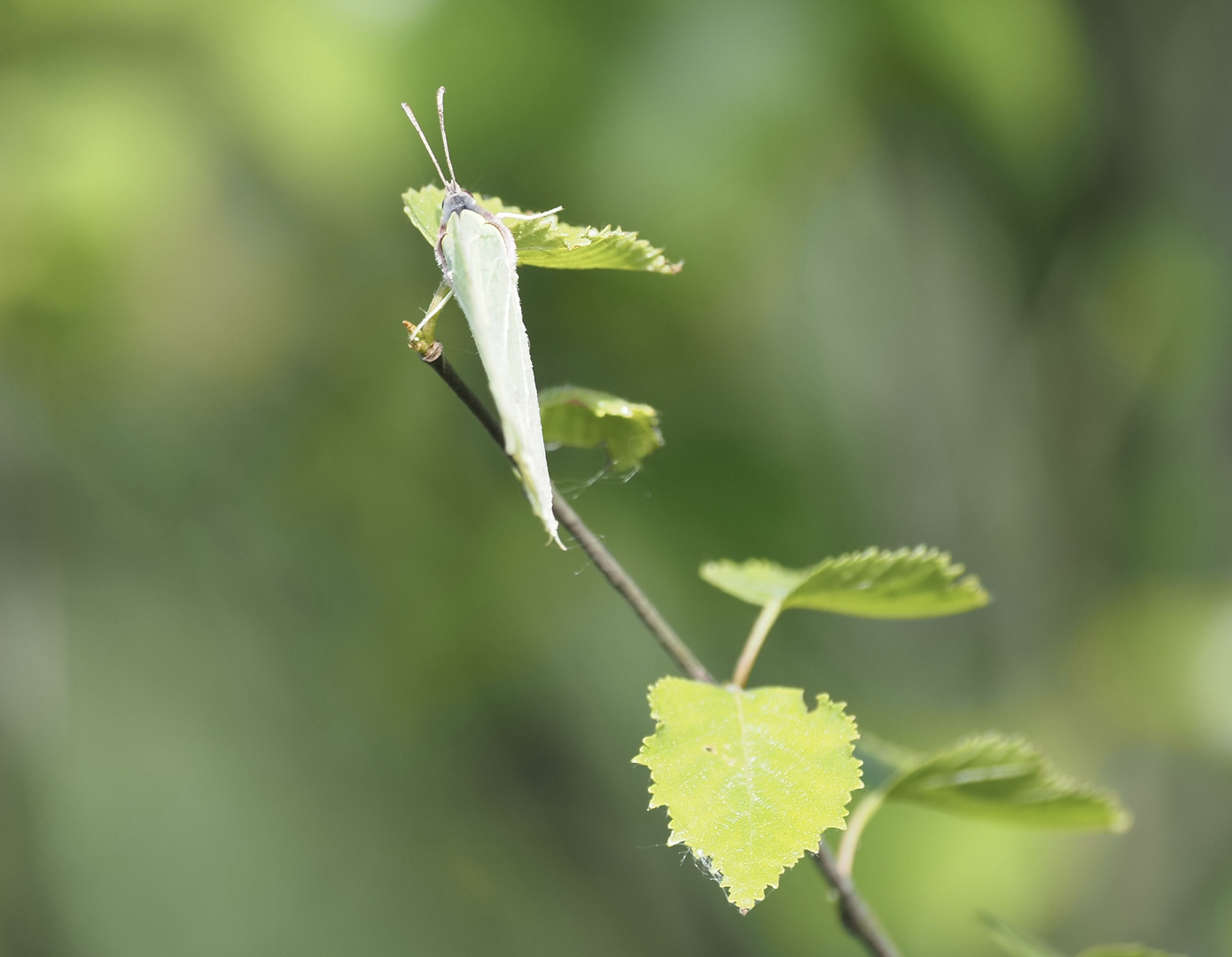 Entdeckt im Moor 