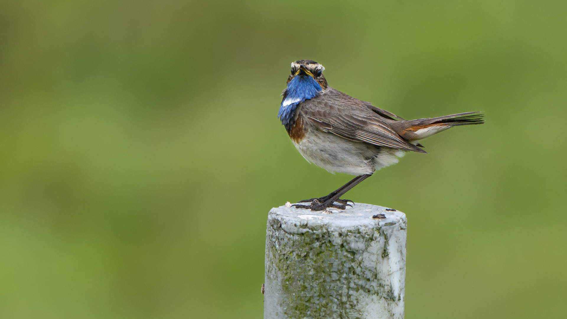 Entdeckt vom Blaukehlchen