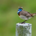 Entdeckt vom Blaukehlchen