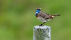 Entdeckt vom Blaukehlchen