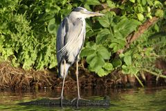 "Entdeckt...!!!  von der Havel aus...