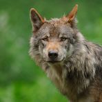 Entdeckt: Wolf in der Heide.