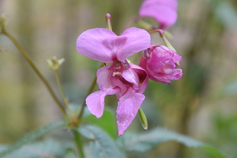 Entdeckung Foto & Bild fotos, natur, herbst Bilder auf