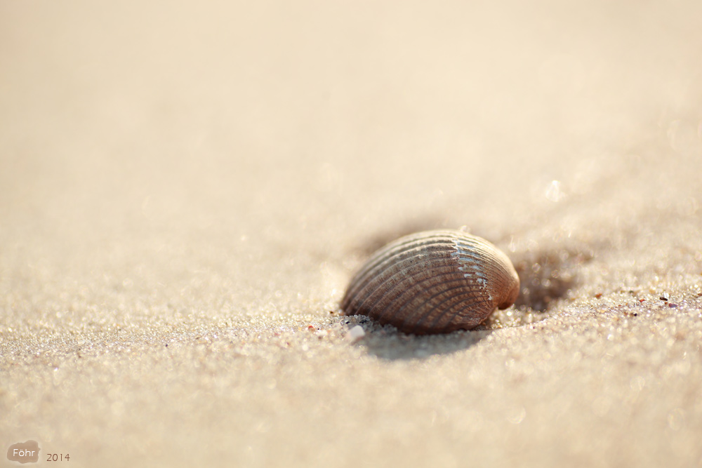 Entdeckung am Strand