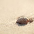 Entdeckung am Strand