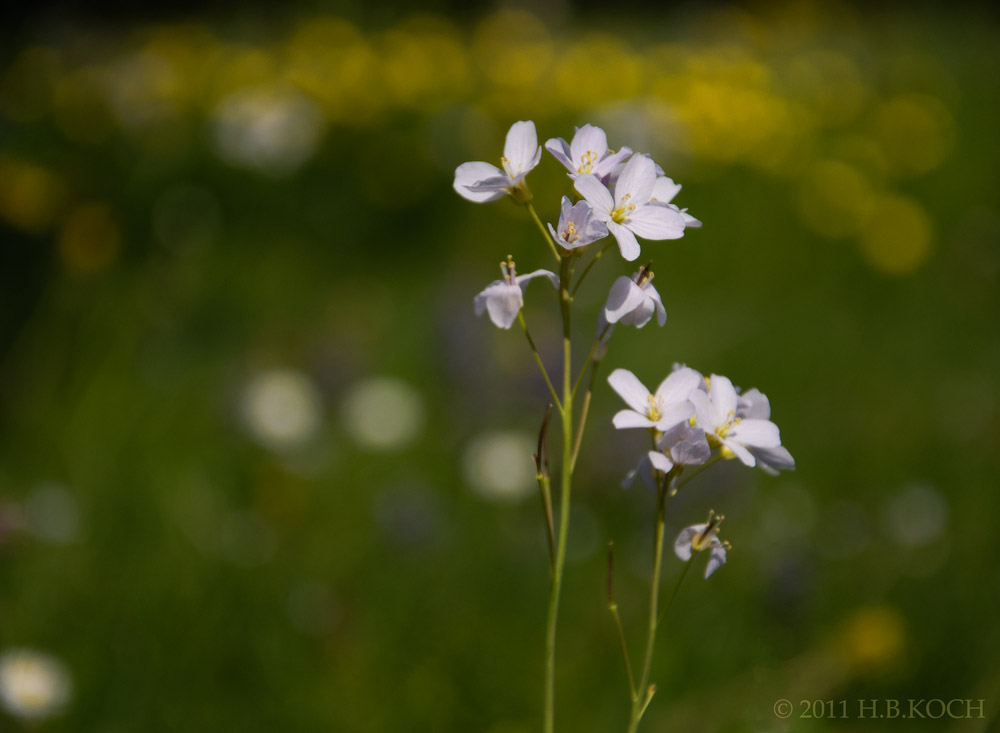 Entdeckung auf der Blumenwiese