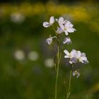 Entdeckung auf der Blumenwiese