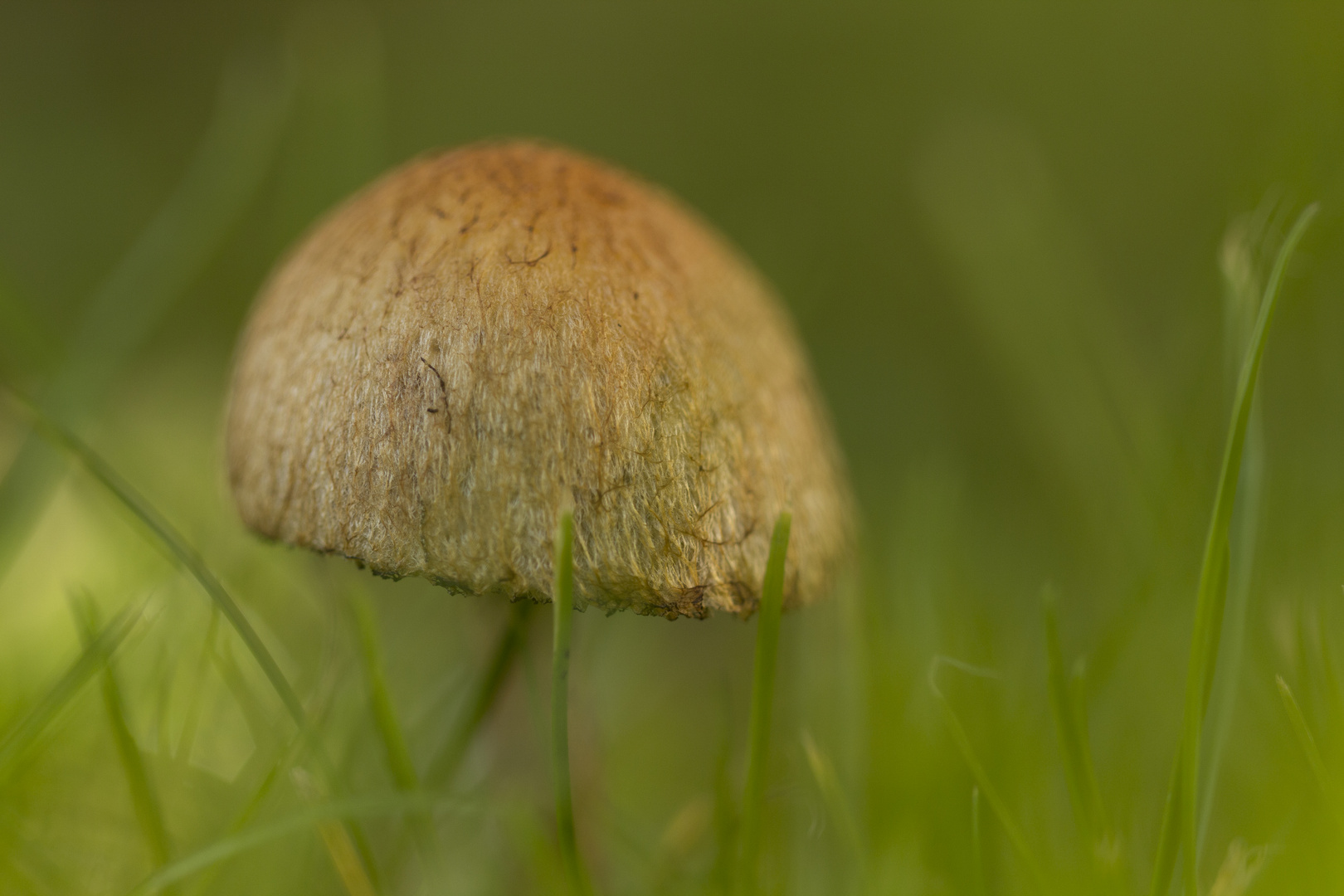 Entdeckung bei der Gartenarbeit