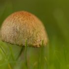 Entdeckung bei der Gartenarbeit