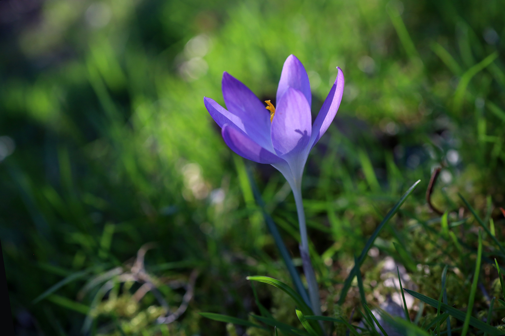 Entdeckung im Gras