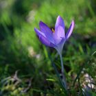 Entdeckung im Gras