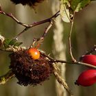 Entdeckung im Herbst