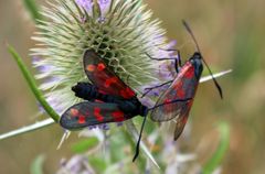 Entdeckung im Naturschutzgebiet