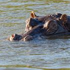 Entdeckung im Okavango